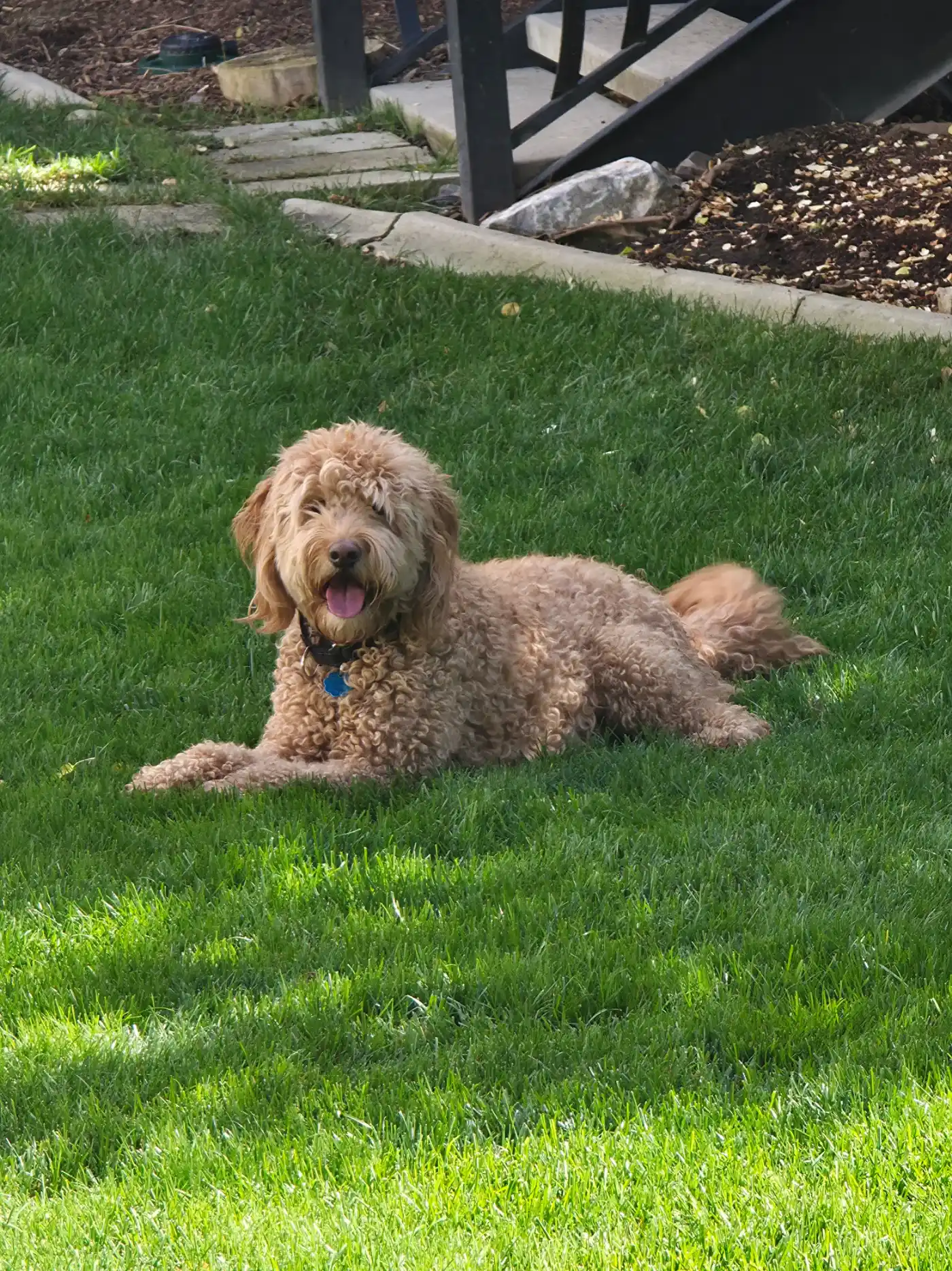 Happy dog enjoying a clean, waste-free yard after Pawsitive dog waste removal in Utah County