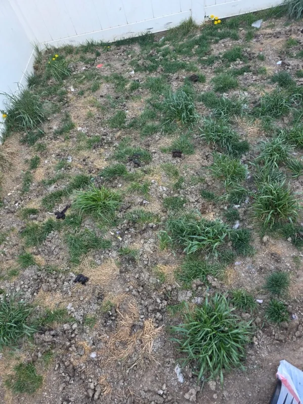 One-time dog waste cleanup clearing an overgrown yard in Utah County