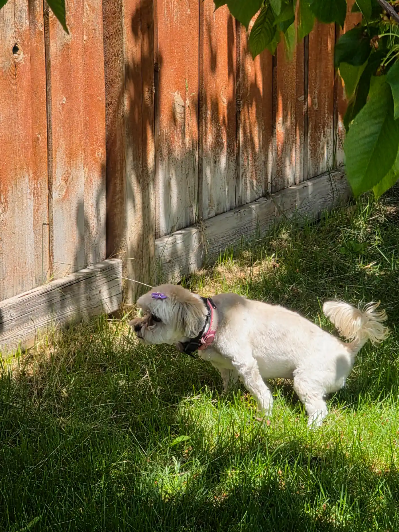 Residential dog waste removal in Utah County